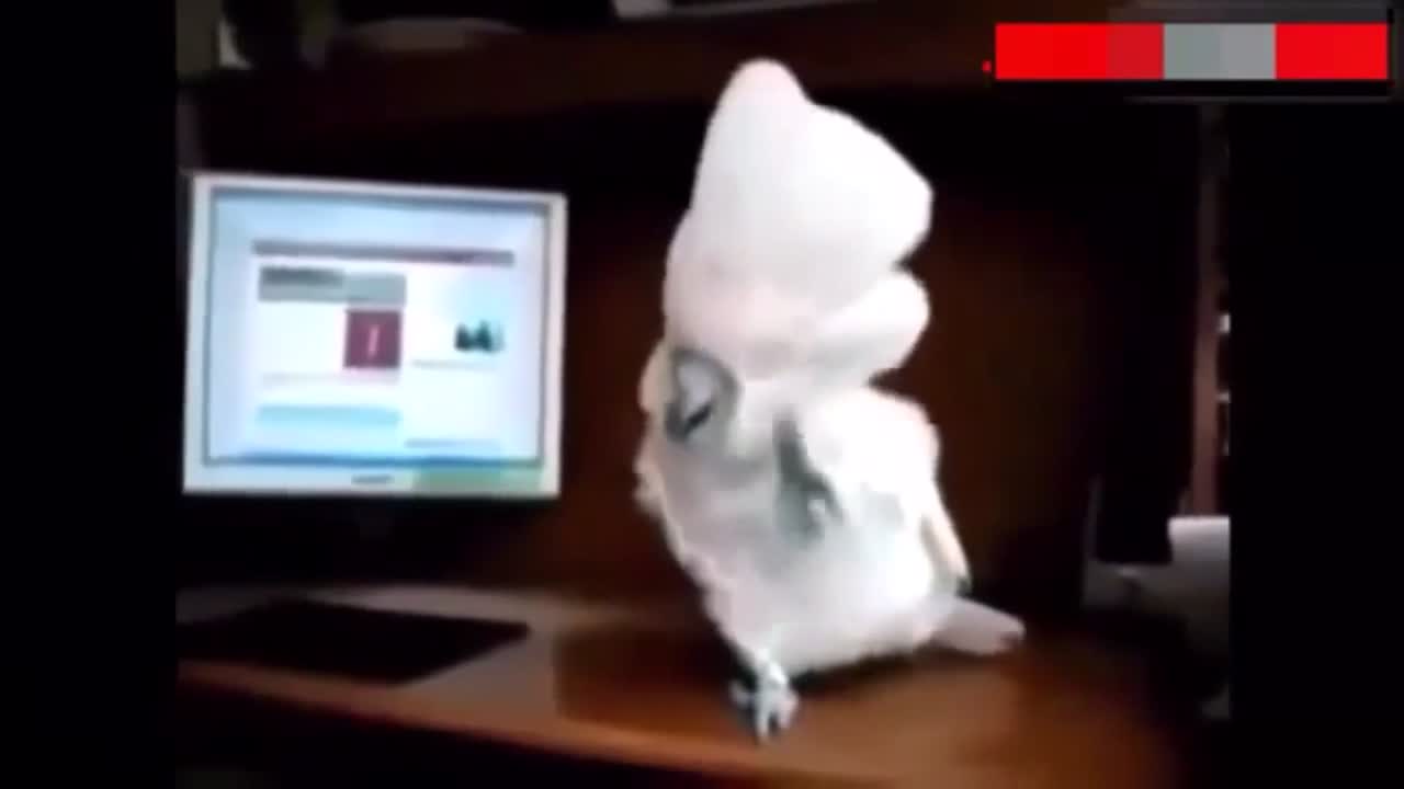 Cockatoo Dances To Heavy Metal