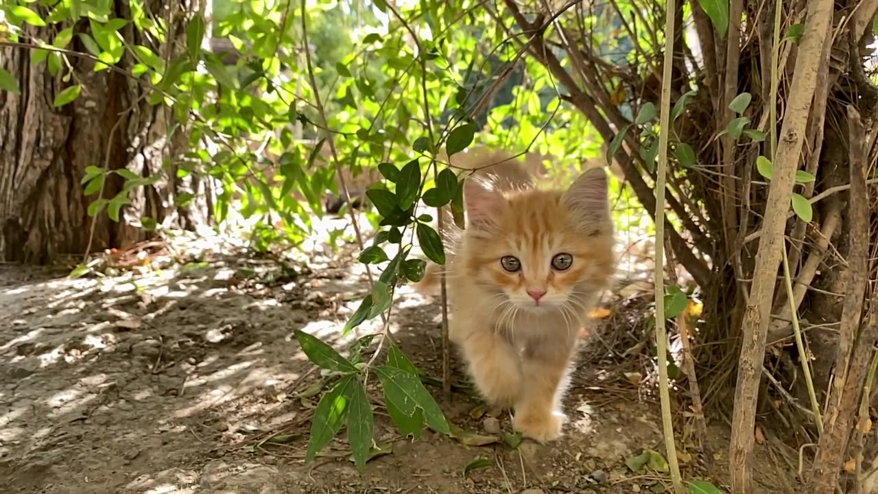 Sweet Kitty Cat in Forest shooting 🐈