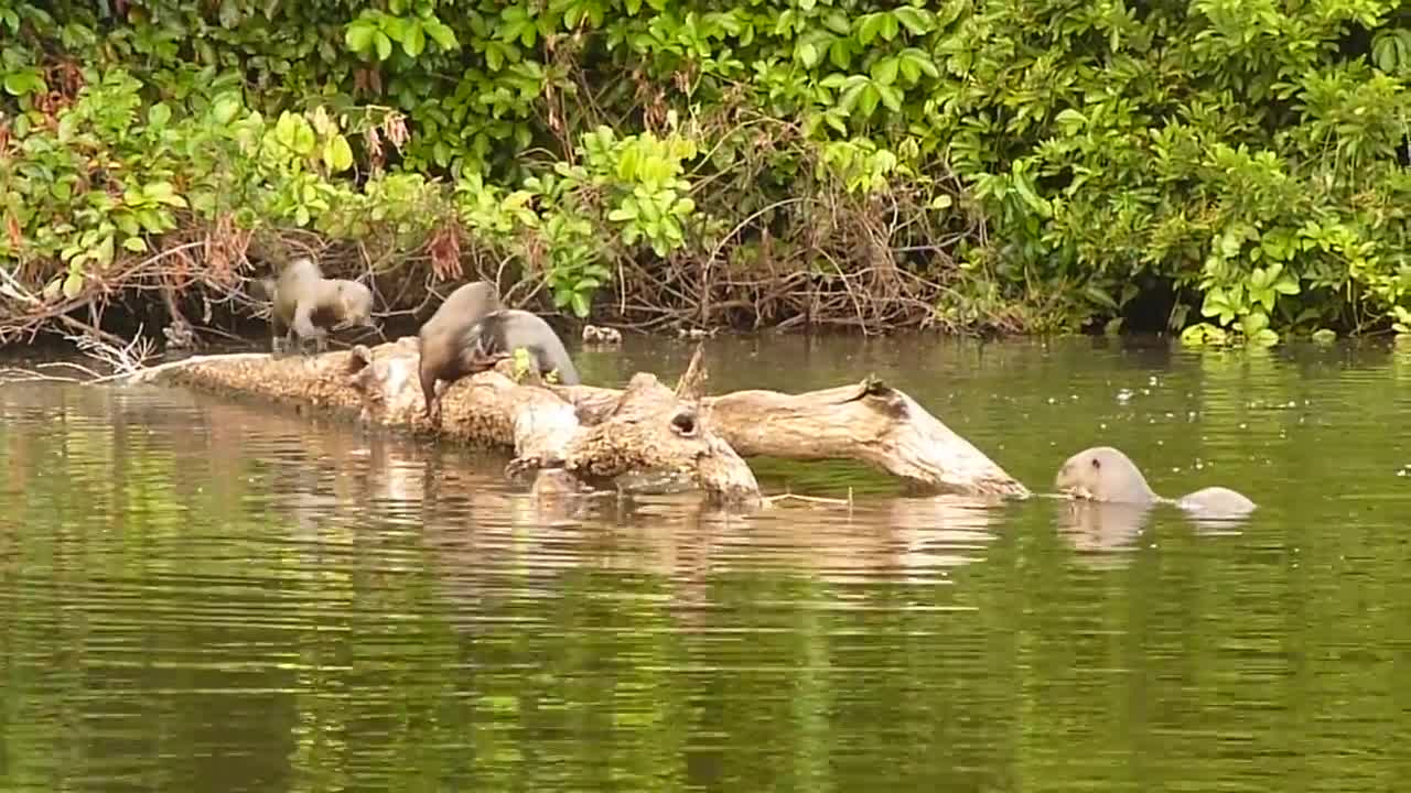 CUTE OTTER VIDEO | #6