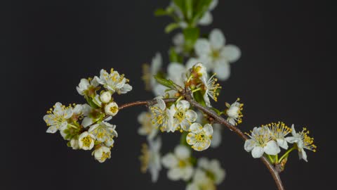 Blackthorn Bud Blossom Bloom Feather Flowered