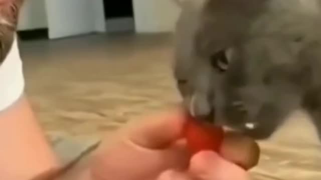 Cat it red cherry.