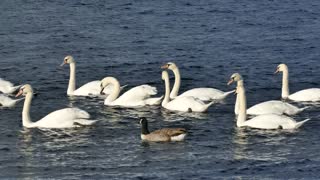 Harmony with the look of ducks