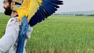 Blue gold macaw - landing - free flight