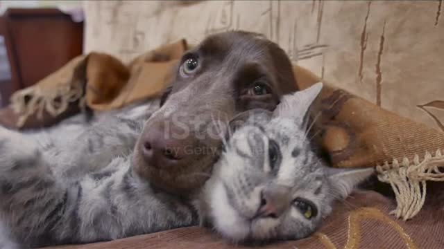 @#Cat and a dog are sleeping together funny video. cat and dog friendship indoors stock video..@@