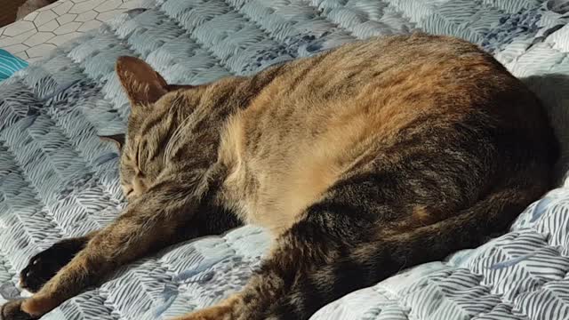 the cute cat is sleeping