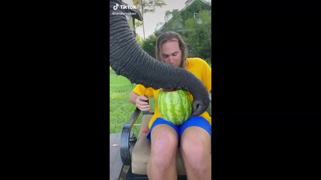 Funny Dogs & Cats compilation 😂😂🤣😺