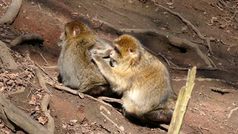 The affection mom's monkey