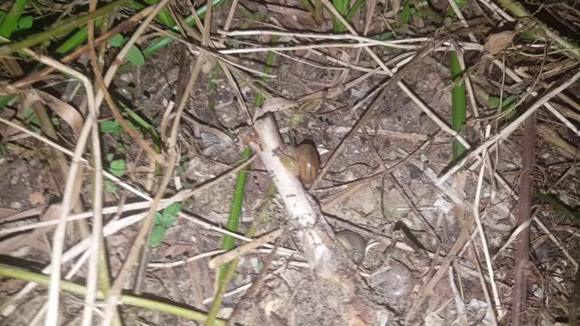 Snails are Disturbed by a Group of Ants