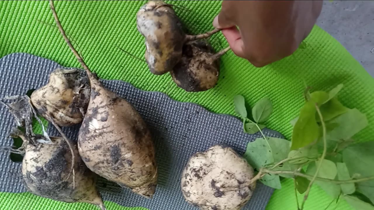 Jicama Harvest