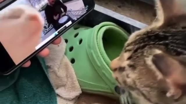 Cat dancing 🤣🤣😂