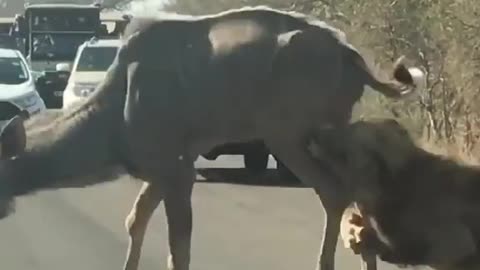 Lion Tries To Take Down Huge Impala