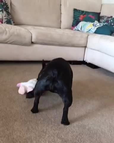 Bulldog Francés destruye a un molesto juguete cantor