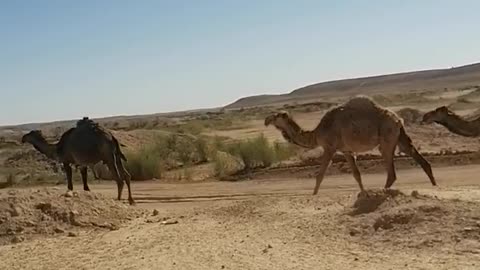 journey in arar