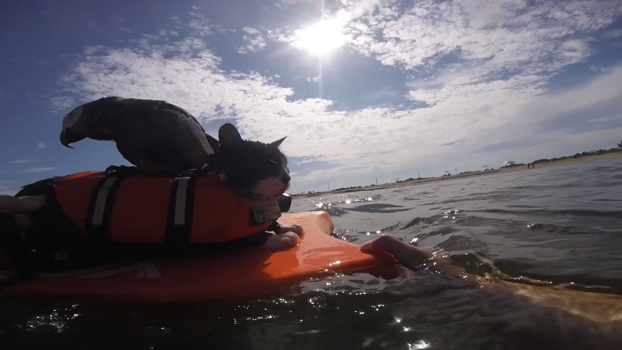 Parrot And Cats Bodyboard Together