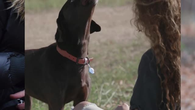 Well behaved dog of your dreams..
