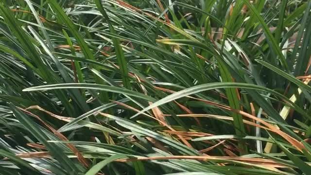 Brown dog pokes head out of grass