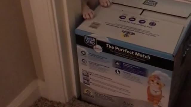 White puppy crying sitting up behind box