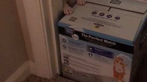 White puppy crying sitting up behind box