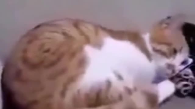 Animals also have feelings. Please be kind to them