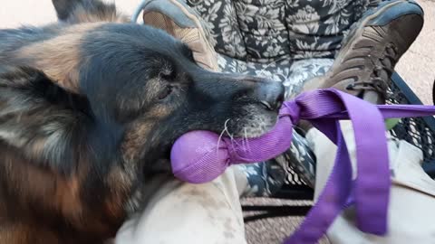 Tug-O-War with Max and Pya