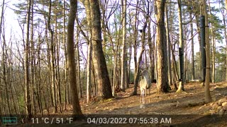 The Woods - 04/03/2022