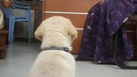 Labrador puppy watching him on TV | Little John I