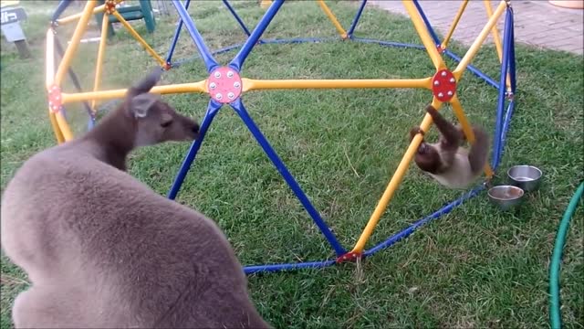 Baby Sloths Being Sloths - FUNNIEST Compilation Video