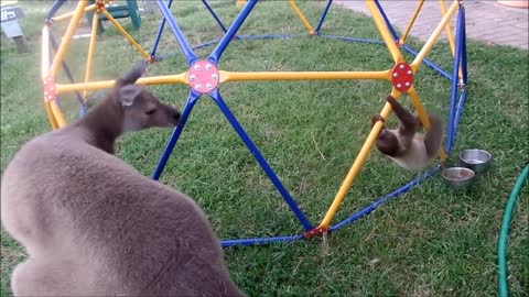 Baby Sloths Being Sloths - FUNNIEST Compilation Video