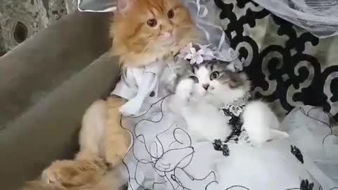 Cat wedding