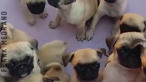 cute animal video