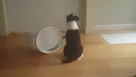 Black and white dog enjoys watching the notebook