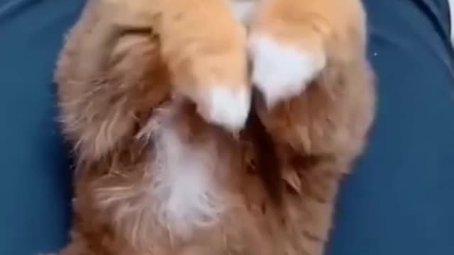 Top Funny Cute Dog Videos and TIKTOK Compilation #short
