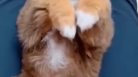 Top Funny Cute Dog Videos and TIKTOK Compilation #short