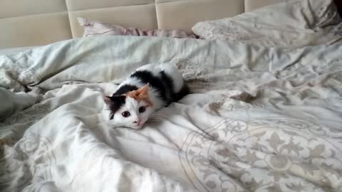 Cute little kitten playing on the bed.