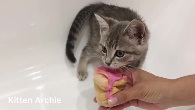 Funny cat eats ice cream