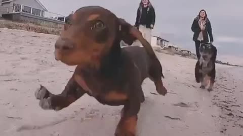 Dachshund on the beach