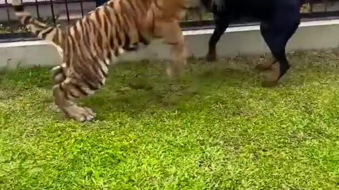 Tiger vs dog videos part-27