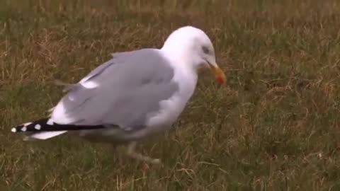 Things you need to know about HERRING GULLS.