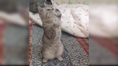 Dance Cat 😍🤩🤩