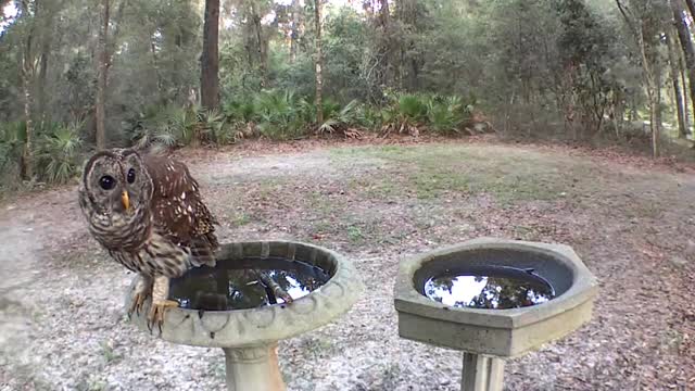 Morning Owl in Birdbath