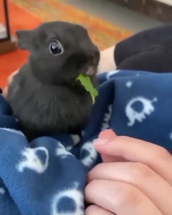 cute rabbit eating leaves😘 #shorts