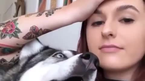 Dramatic Husky don't want to hear "No"