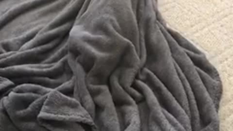 White dog hiding under grey covers