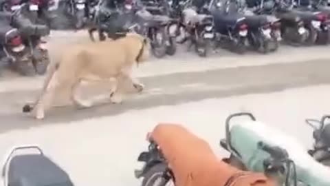 Tiger in pakistan street