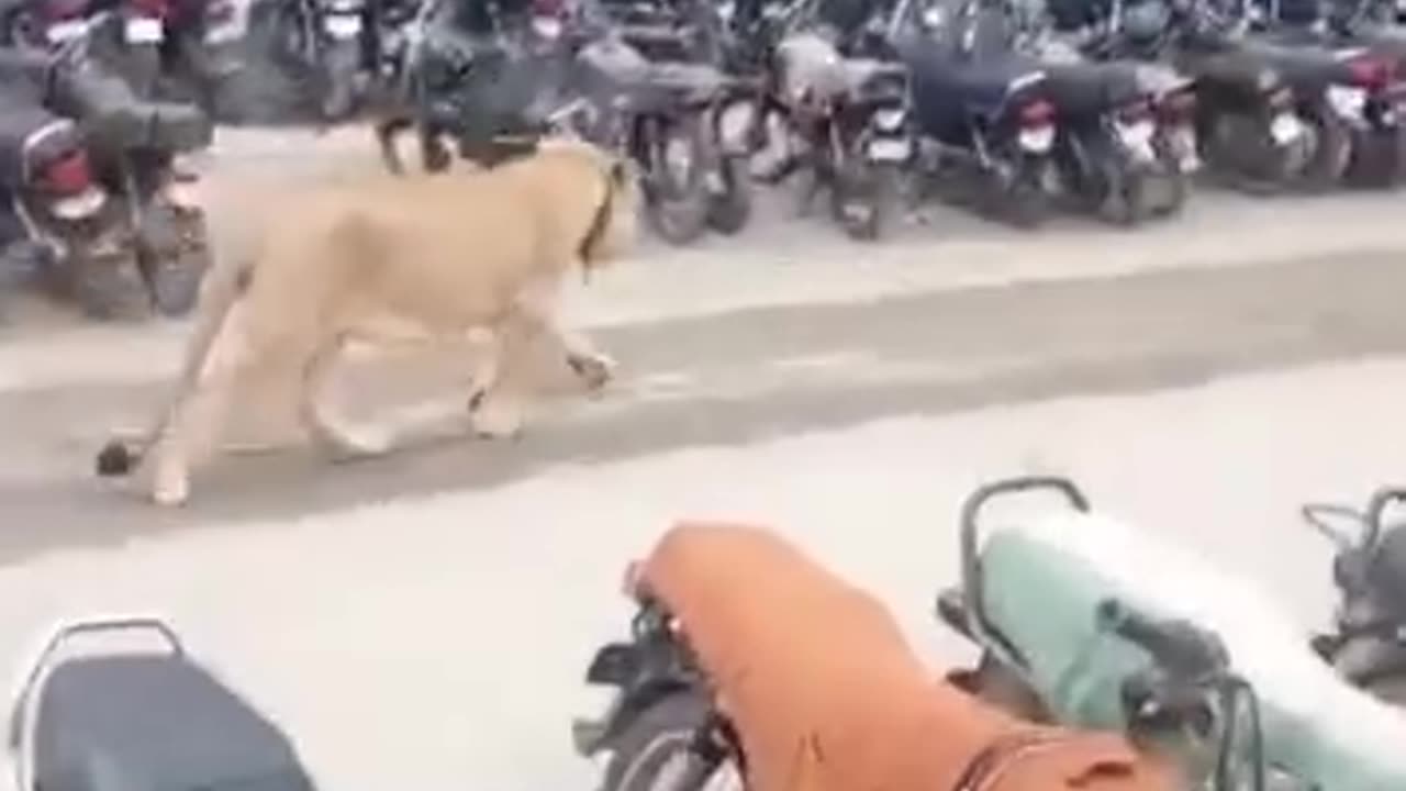 Tiger in pakistan street