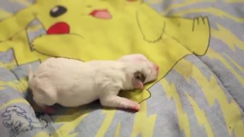 Cute Puppies whines for Momma