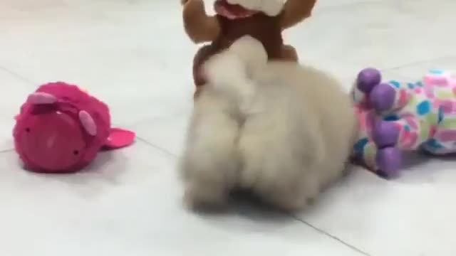 Dogs love to play with toys.