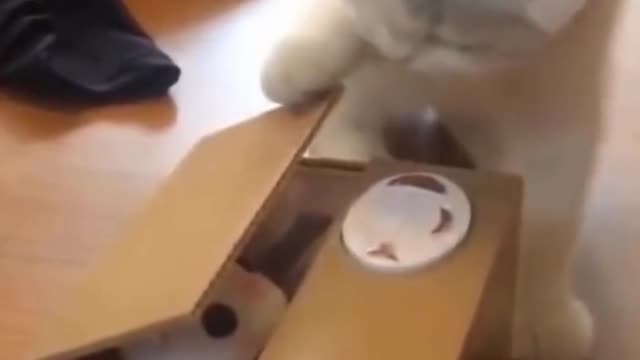 Cat opens Auto Box #funny #video