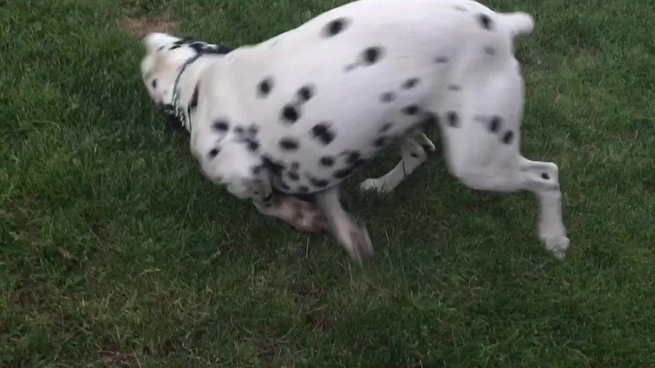 Dalmatians rumble it out on the yard!