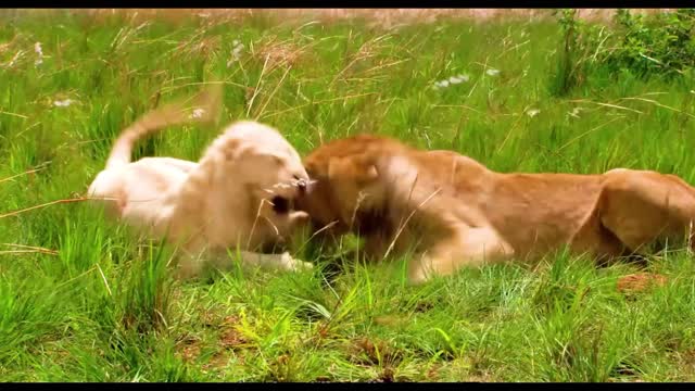 lions